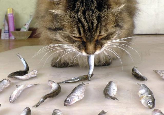 鐖辩尗琛ュ厖鐗涚：閰搁€斿緞澶氭牱锛屼絾閾插睅瀹橀渶鐭ワ細楦¤泲鍠傞鍐嶅涔熸棤鏁? onerror=