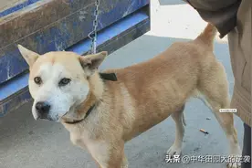 2万的中华田园犬，头大到有点可怕，狗王中的狗王图片