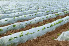 农膜污染日益严重 农民该如何正确处理地膜图片