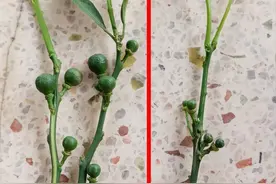 环割+氟节胺用得好就能膨果快大小果明显，减少梢果矛盾不在话下图片