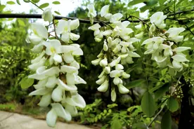 槐花虽然美味，但是不能乱吃，关于槐花的吃法以及禁忌你都知道吗图片
