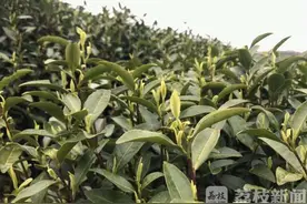 春茶上市 人工少价格也涨了 特级碧螺春5500元一斤图片