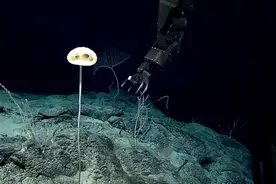 海洋生态 | 2020年十大海洋新物种图片