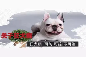 关于狂犬病，你需要知道的全在这里图片