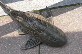 清道夫的悲催，在恒河躲过食人鲶的猎杀，却躲不过印度人的口！图片