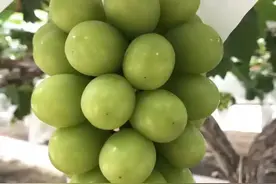 未来，什么样的阳光玫瑰才值钱？图片