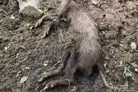 触目惊心！镇江一山上6头野猪惨死，地上20多个钢丝套，夹子…图片