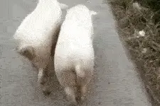 搞笑趣图：二师兄：来一起摇起来，步调要统一，姿势要到位图片