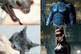 被动物咬了就能变身超级英雄，美漫的英雄套路被网友恶搞了一番图片