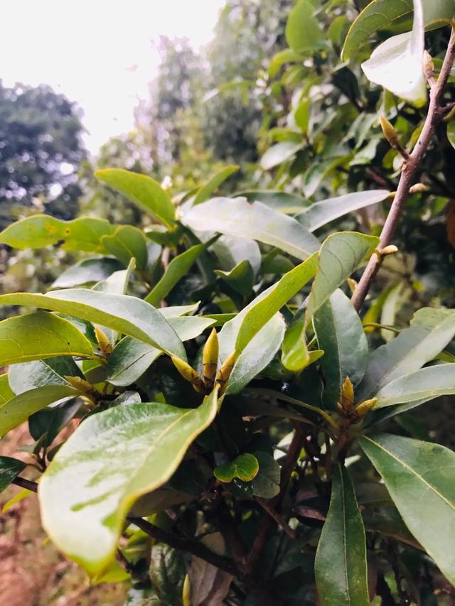 西望山下，“虫茶”完爆“猫屎咖啡”