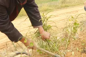 这种中药材真稀奇！长得像绿豆，1年产1季，清肝明目效果最好！视频封面