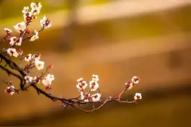 宋代的梅花：纷纷初疑月挂树，耿耿独与参横昏图片