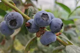 博罗莲湖村的蓝莓熟了！快到嘴里来！图片