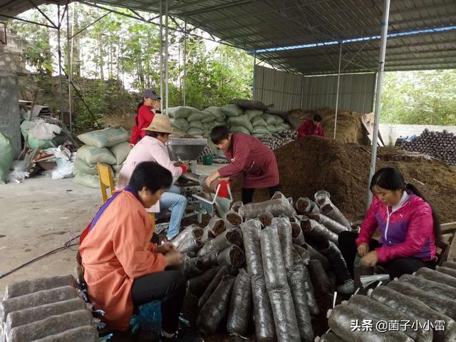 没想到，你是这样的渣渣——食用菌废弃菌渣的循环利用