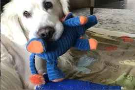 最臭美的金毛，受伤的腿打石膏都有专门的“石膏装”图片