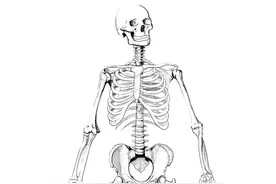 「画出你的骨头」全身骨骼系统手绘精美解剖图分享图片