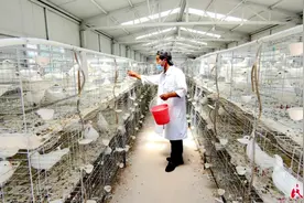 甘肃省积石山县：“小鸽子”衔来致富金钥匙图片