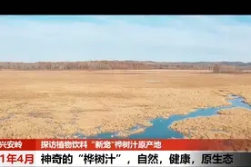 探访植物饮料”新宠“桦树汁原产地图片