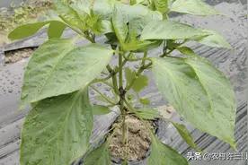 辣椒这样打枝，一颗摘一桶，一年四季吃不完图片