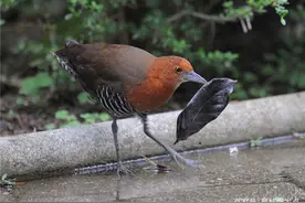 曾在地球上消失13万年，如今却神奇复活，科学家：原因至今不明！图片