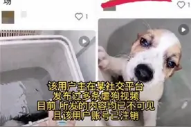 柯基犬被放洗衣机内搅拌，警方透露案件仍在侦办中图片