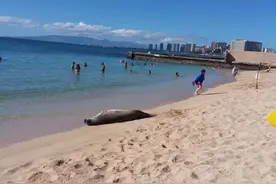 这个蜜月度贵了！女子摸了一下僧海豹，或坐牢5年罚款10000美元图片