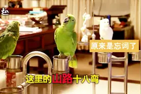 黄颈亚马逊鹦鹉唱《妹妹你坐船头》，这是成精了吗？笑死我了视频封面
