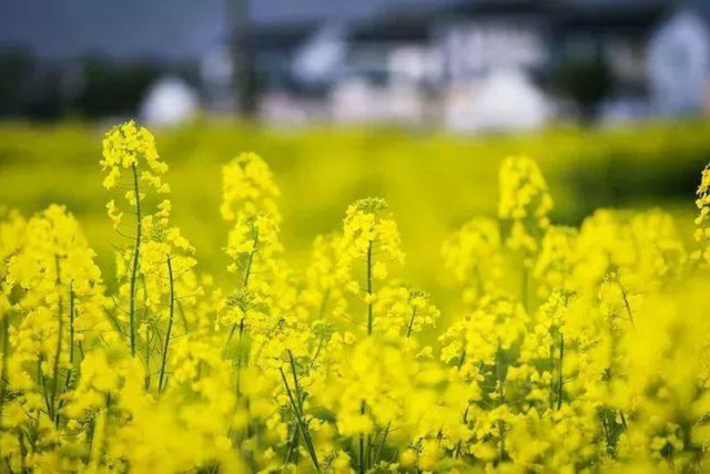 十二首菜花的诗词，乘着春风，游荡在浪漫又诗意的春天里