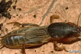 拉拉蛄，土狗子图片