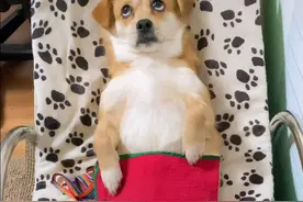 为了避免让狗狗怀孕生子，主人特地做了神器：这下没问题了吧？图片