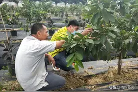 芭乐清甜爽脆，去太平蒲兴村游玩摘水果咯喂图片