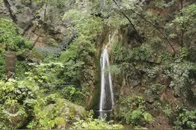 洛阳这个深山峡谷里长满了着濒临灭绝的天然珍稀抗癌植物图片