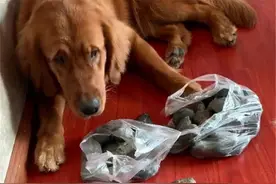 金毛喜欢往家里叼石头，隔了一个多月主人整理后：这谁顶得住呀图片