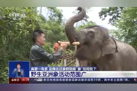 整整齐齐“象”前进 可可爱爱来报道图片