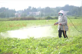 叶片喷施尿素能增产？农户注意3点，使用不出错，产量高图片