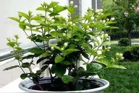 六月赶紧扦插茉莉花。剪个小枝“捂一捂”，长满大花芽图片