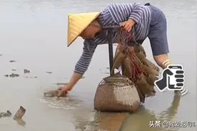 怎么捉跳跳鱼？大叔带上他的专业捕捉工具，亲自示范给你看！视频封面