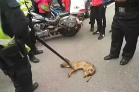 就算不想养了，也别把狗狗扔在这几个地方图片