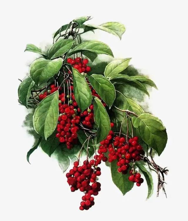 《神农识药》疏调安神汤之五味子