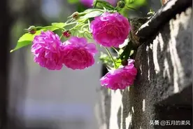 草树知春不久归，百般红紫斗芳菲图片