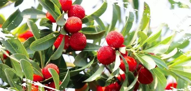 每颗杨梅都有虫子？万万没想到的杨梅小知识