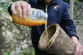 糖衣介蜂王技术，蜜蜂看走眼，专家新发现图片