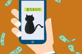 起底“云养猫”，6000多人被骗上亿元图片