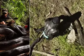 被巨蟒吞下是什么感受？科学家穿着铠甲冒死体验，心率飙升180图片