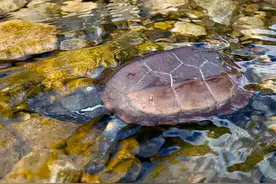 放生变杀生？北京发现两只放生的中华草龟，专家：冬天会冻死图片