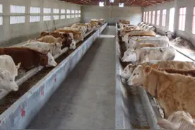 牛拉稀吃什么药好得快？牛拉稀用什么中药最快？本文方法很实用图片