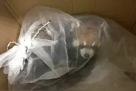 小熊猫被罚没后不幸死亡，如何防止对野生动物的“保护性伤害”？图片