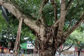 街头的交响乐图片