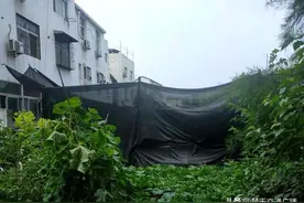 菜地遮阳棚下悄悄种出铁地笼，原是伪装准备抢建三层楼图片