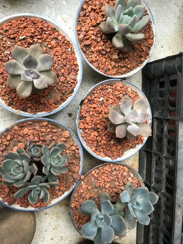 村里养多肉,旧轮胎,破罐子,烂杯缺碗,农民:不用花钱就完事了